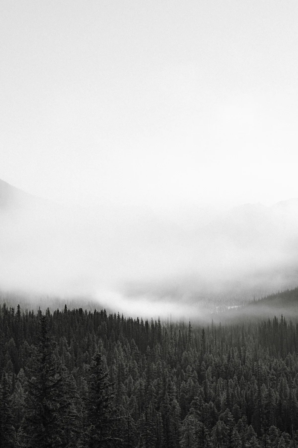 Forest and mountain ridges fading into fog