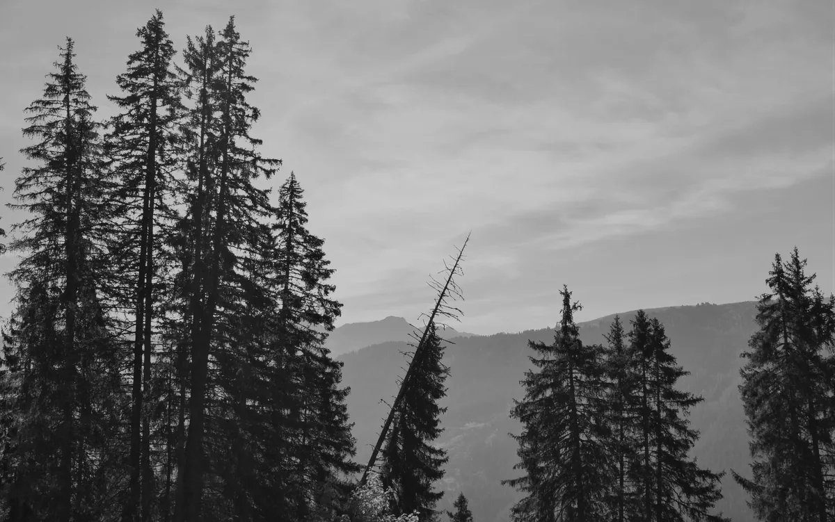 Broken tree leaning among a mountain forest
