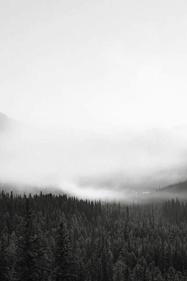 Black-and-white forest fading into mist